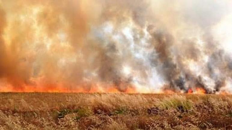 مجدداً …داعش يحرق مزارع بمحيط خانقين