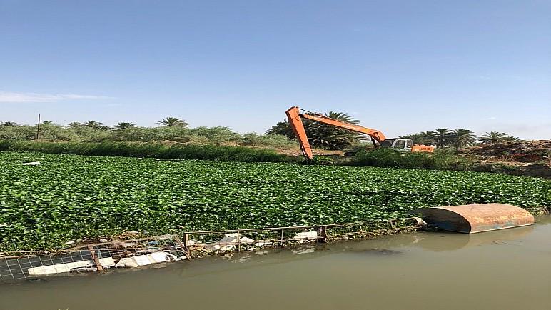 بالصور… حملة لتنظيف الأنهار والجداول من نبات زهرة النيل في ذي قار
